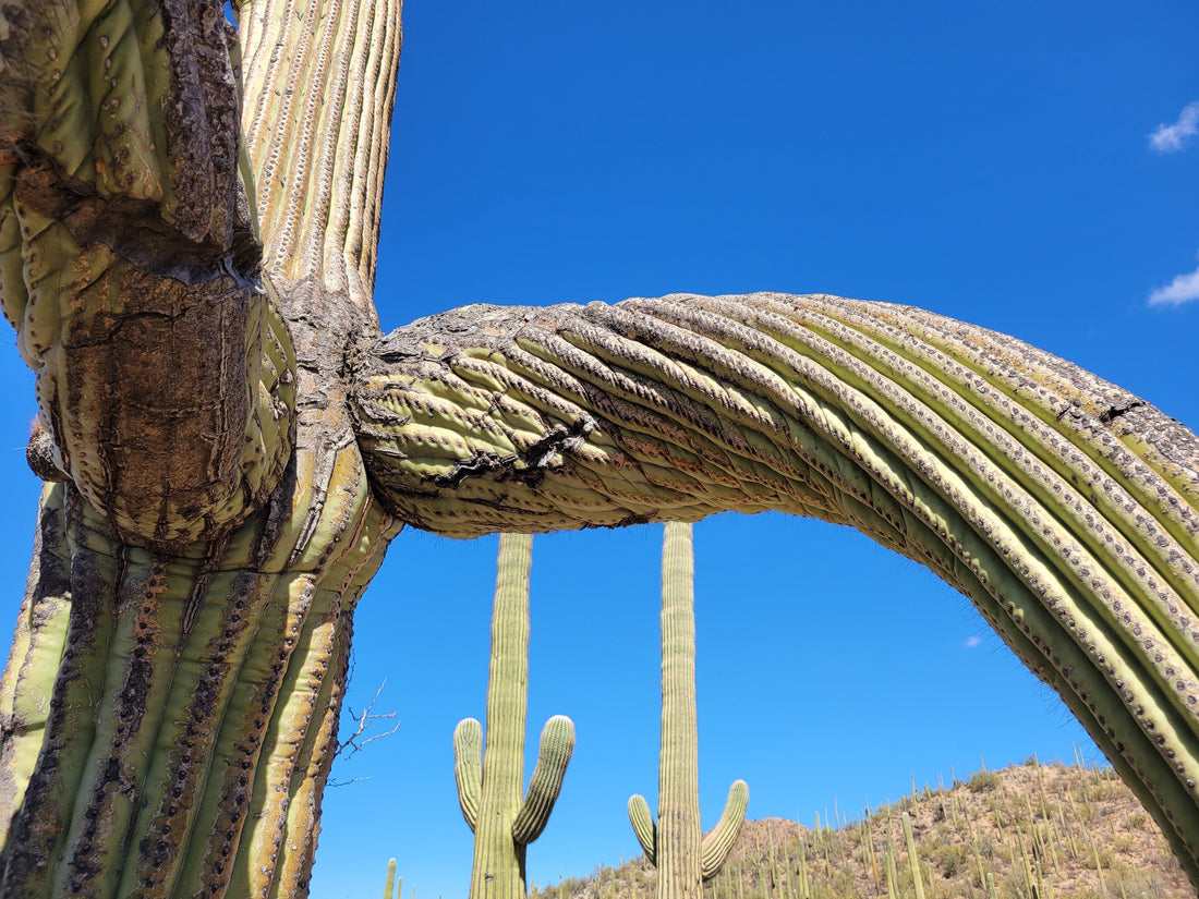 Close to a saguaro cactus that has an arm twisting and curling downward. In the background are two fairly classic saguaros against a rocky hill and a deep blue sky.