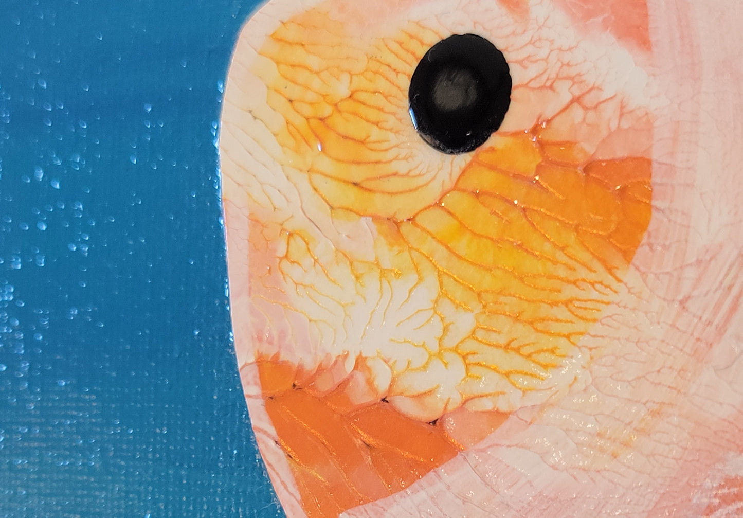 Close-up detail of the clownfish head, showing the detail of the scaly orange, white, gold, pearl paint work as well as the black alkyd oil dot for an eye.