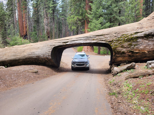 A silver Chevy Equinox drives under a felled sequoia with a tunnel-like opening over a road.