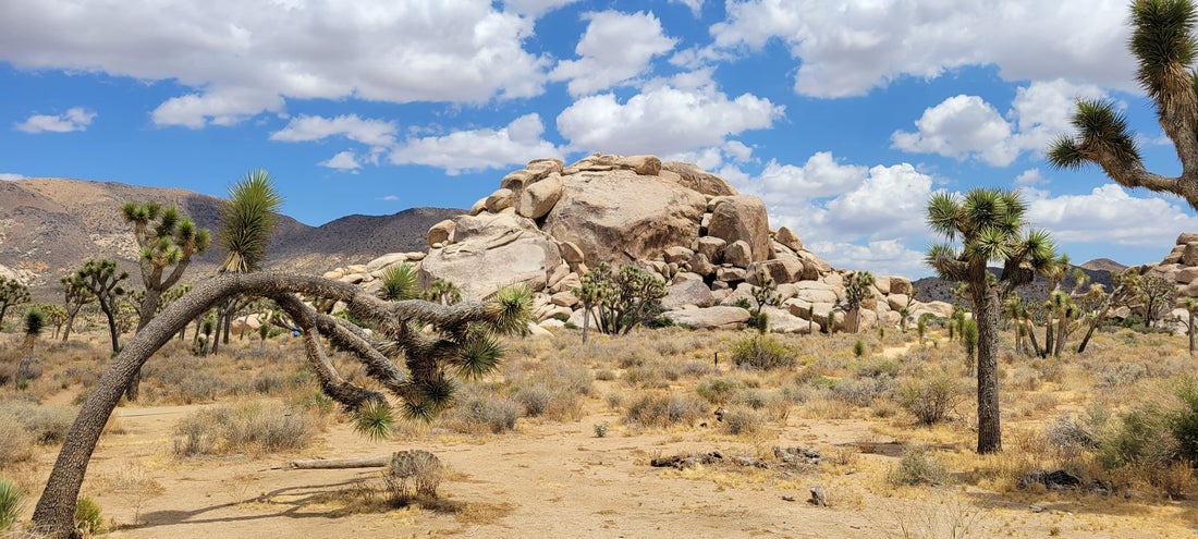 Desert landscape with a large boulder pile in the center against a blue sky with puffy white clouds. Joshua trees stand and bend in the foreground.