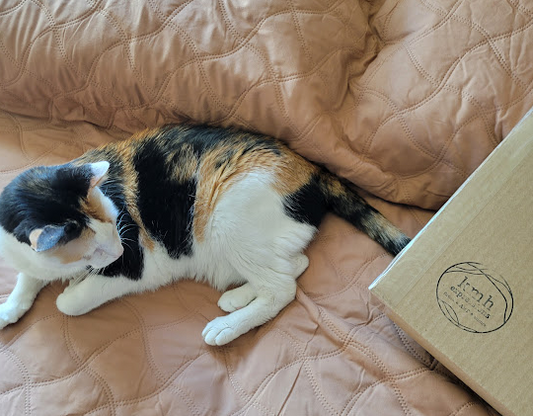 An orange, black, and white calico cat sits on a brown couch, curled toward the corner of a cardboard box stamped with my kmh expressions logo